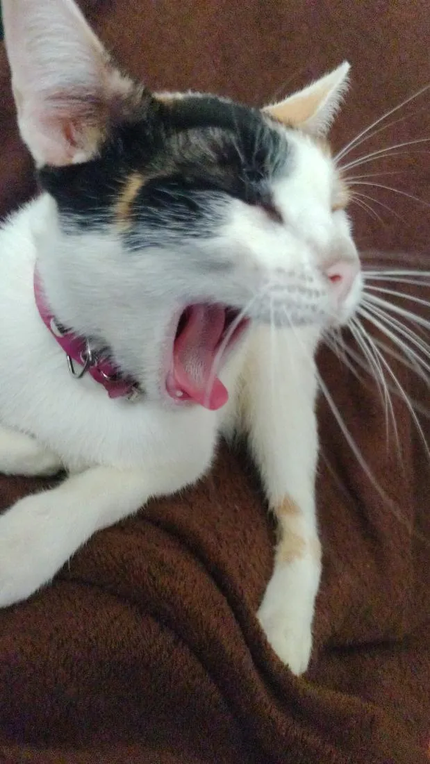 Gato raça SRD-ViraLata idade 2 anos nome Amora