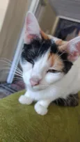 Amora