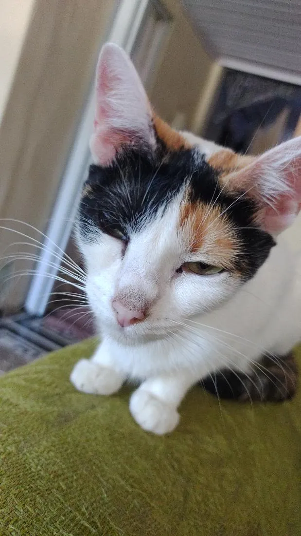Gato raça SRD-ViraLata idade 2 anos nome Amora