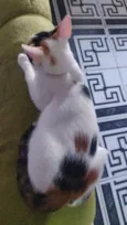 Amora