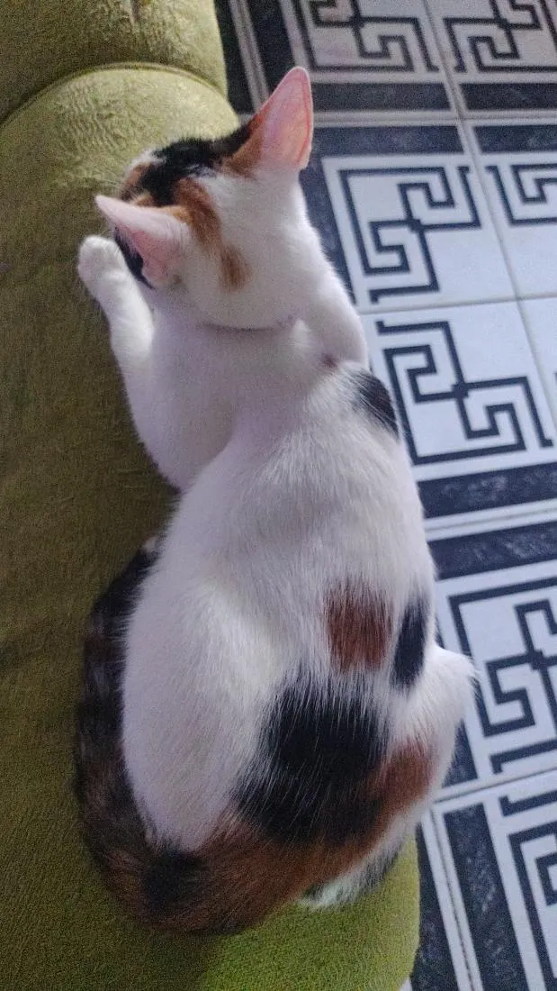 Gato raça SRD-ViraLata idade 2 anos nome Amora