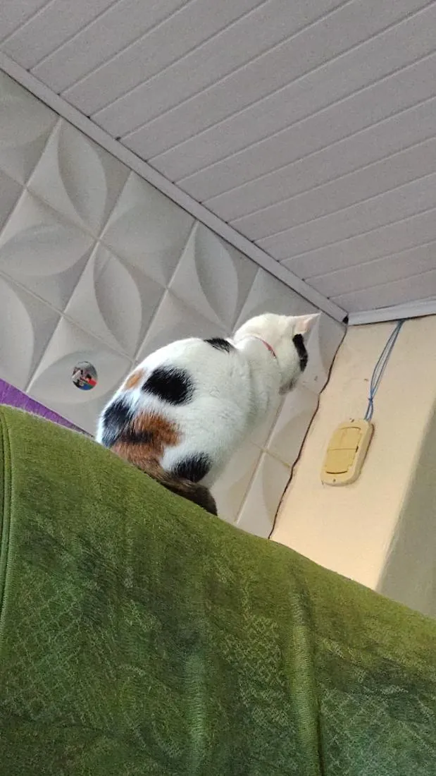 Gato raça SRD-ViraLata idade 2 anos nome Amora