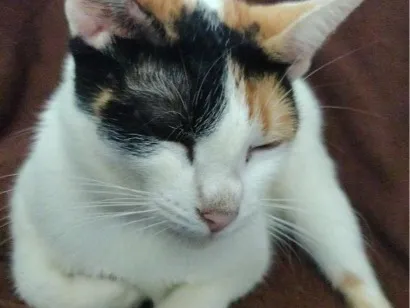 Gato raça SRD-ViraLata idade 2 anos nome Amora