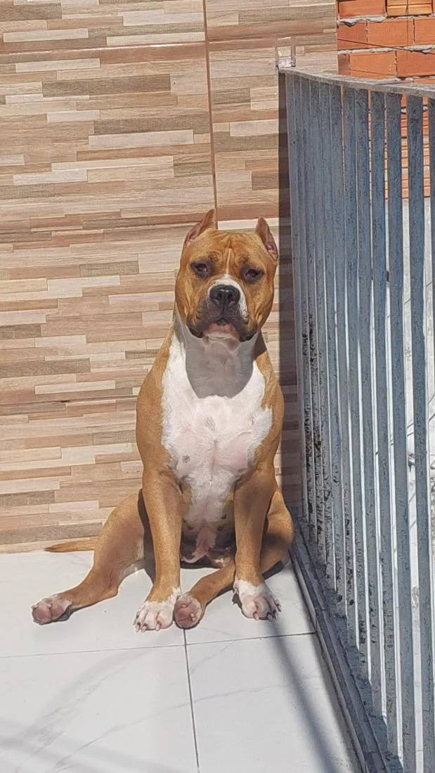 Cachorro raça Pit-Bull idade 2 anos nome cristal 