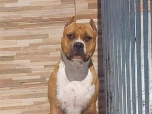 Cachorro raça Pit-Bull idade 2 anos nome cristal 