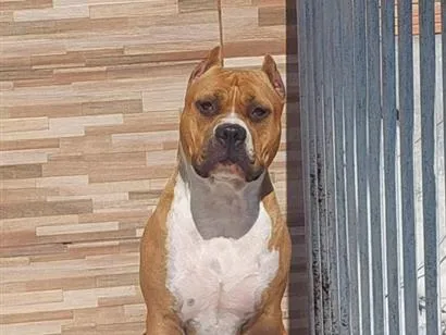 Cachorro raça Pit-Bull idade 2 anos nome cristal 