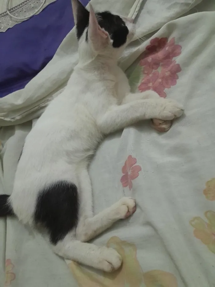 Gato raça SRD-ViraLata idade 2 a 6 meses nome Tiquinho