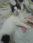 Tiquinho