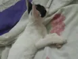 Tiquinho