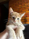 Gatinho