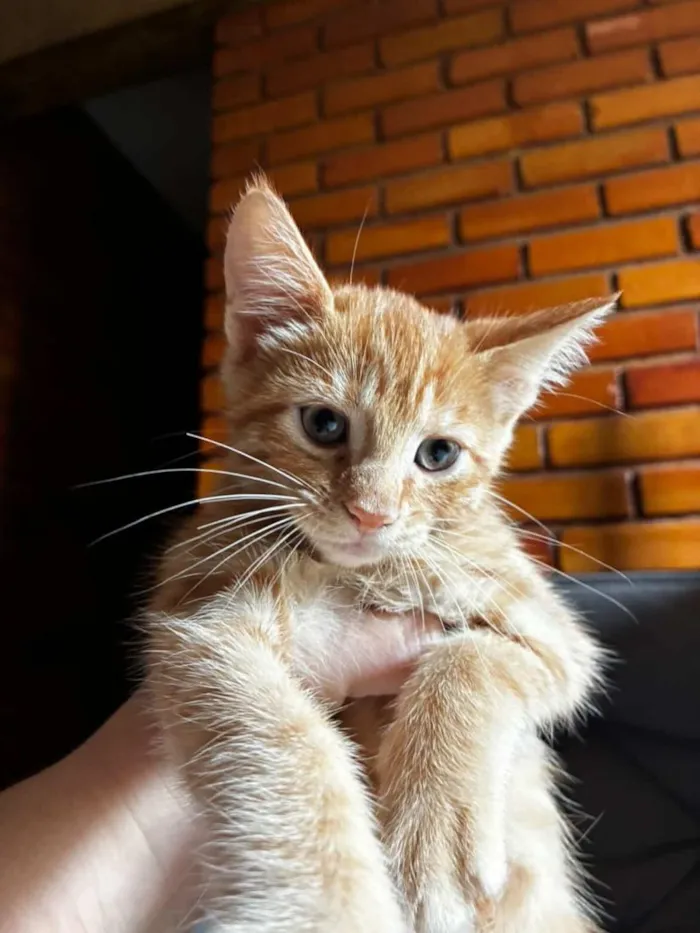 Gato raça SRD-ViraLata idade 2 a 6 meses nome Gatinho