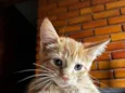 Gatinho