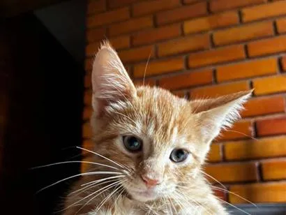 Gato raça SRD-ViraLata idade 2 a 6 meses nome Gatinho