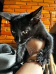 Gatinho