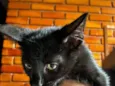 Gatinho