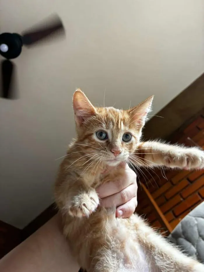Gato raça SRD-ViraLata idade 2 a 6 meses nome Gatinha