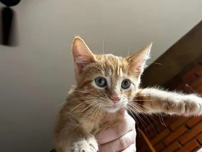 Gato raça SRD-ViraLata idade 2 a 6 meses nome Gatinha