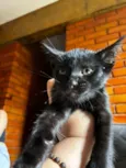Gatinho
