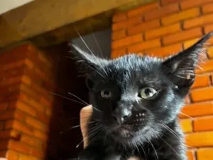 Gato raça SRD-ViraLata idade 2 a 6 meses nome Gatinho