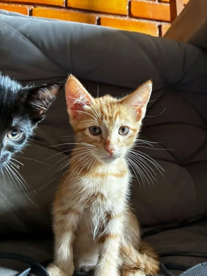 Gato raça SRD-ViraLata idade 2 a 6 meses nome Gatinha