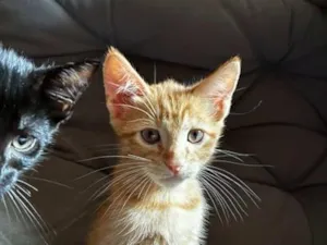 Gato raça SRD-ViraLata idade 2 a 6 meses nome Gatinha