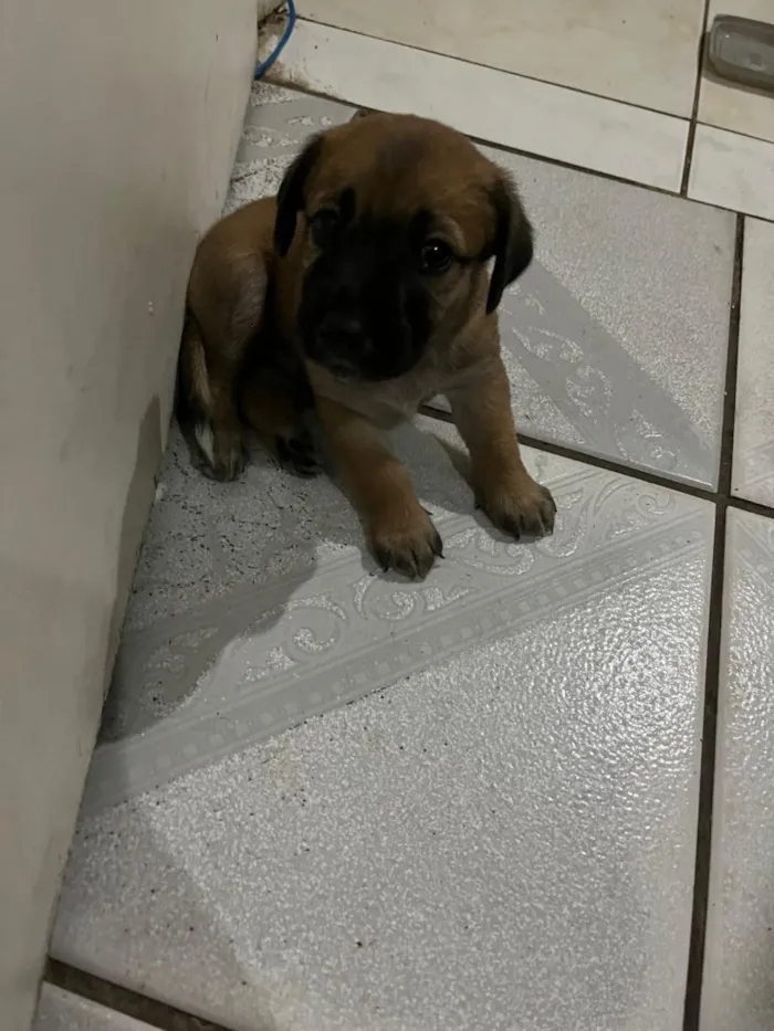Cachorro raça SRD-ViraLata idade Abaixo de 2 meses nome Theo