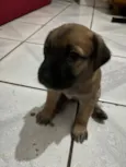 Theo