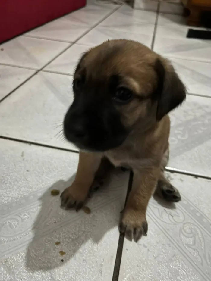 Cachorro raça SRD-ViraLata idade Abaixo de 2 meses nome Theo