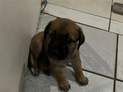Cachorro raça SRD-ViraLata idade Abaixo de 2 meses nome Theo