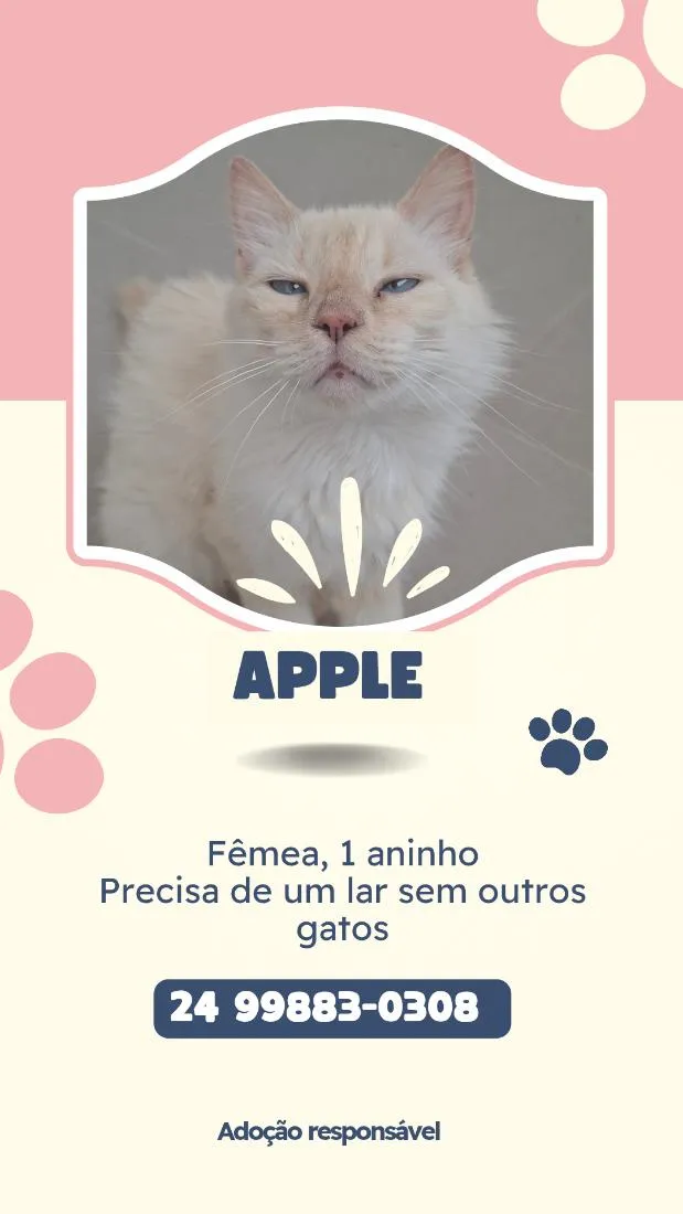 Gato raça SRD-ViraLata idade 1 ano nome Apple