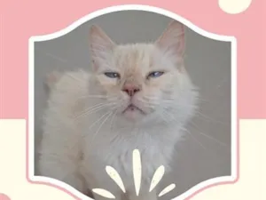 Gato raça SRD-ViraLata idade 1 ano nome Apple