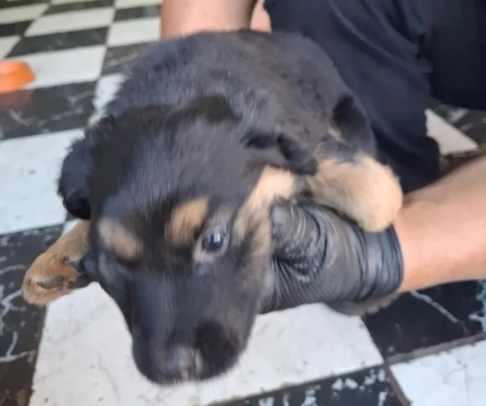 Cachorro raça SRD-ViraLata idade 2 a 6 meses nome não tem nome 