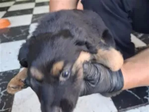 Cachorro raça SRD-ViraLata idade 2 a 6 meses nome não tem nome 