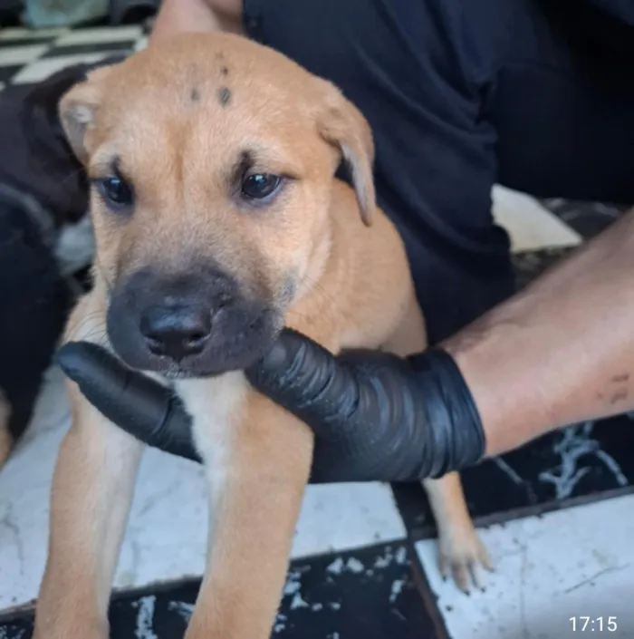 Cachorro raça SRD-ViraLata idade 2 a 6 meses nome não tem nome 