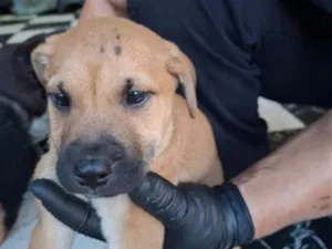 Cachorro raça SRD-ViraLata idade 2 a 6 meses nome não tem nome 