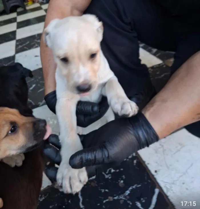 Cachorro raça SRD-ViraLata idade 2 a 6 meses nome não tem nome 