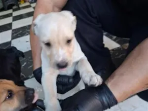 Cachorro raça SRD-ViraLata idade 2 a 6 meses nome não tem nome 