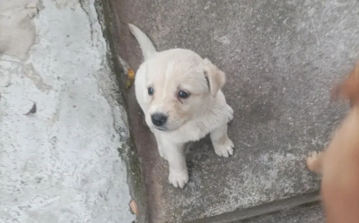Cachorro raça SRD-ViraLata idade Abaixo de 2 meses nome não tem nome 