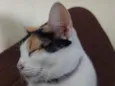 Amora