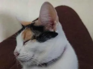 Gato raça SRD-ViraLata idade 2 anos nome Amora