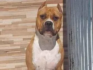Cachorro raça Pit-Bull idade 2 anos nome cristal 