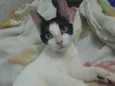 Tiquinho