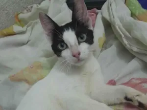 Gato raça SRD-ViraLata idade 2 a 6 meses nome Tiquinho