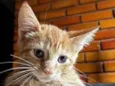 Gatinho