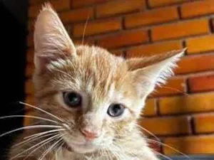 Gato raça SRD-ViraLata idade 2 a 6 meses nome Gatinho