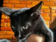 Gatinho