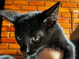 Gato raça SRD-ViraLata idade 2 a 6 meses nome Gatinho