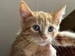 Gato raça SRD-ViraLata idade 2 a 6 meses nome Gatinha