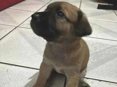 Cachorro raça SRD-ViraLata idade Abaixo de 2 meses nome Theo