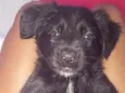 nala